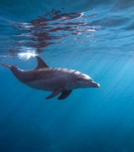 Dolphins & Turtles 